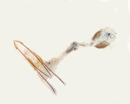 Phycitodes bentinckella